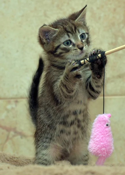 Sevimli Küçük Çizgili Kahverengi Kedi Yavrusu Yaklaş — Stok fotoğraf