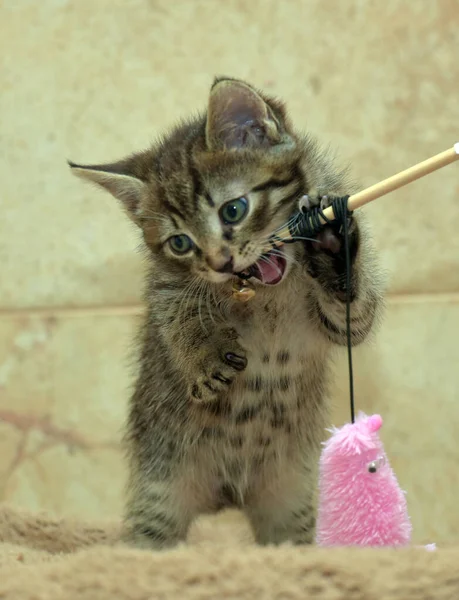 Cute Little Striped Brown Playful Kitten Close — Stock Photo, Image