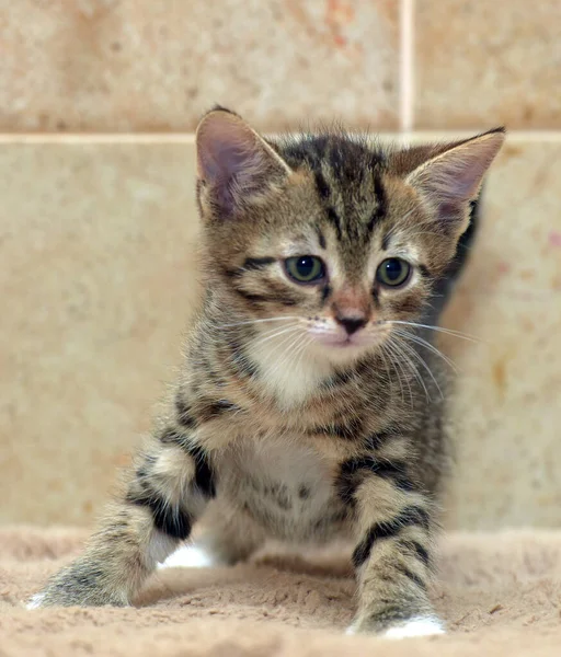 Lindo Poco Rayas Marrón Juguetón Gatito Cerca — Foto de Stock