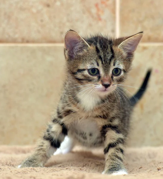 Bonito Pouco Listrado Marrom Brincalhão Gatinho Perto — Fotografia de Stock