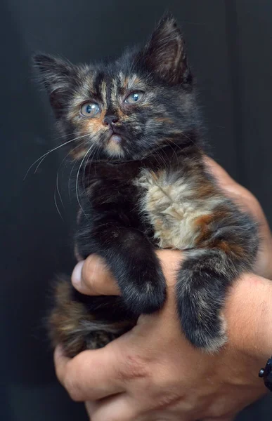 Cute Little Black Ginger Kitten Hands — Stock Photo, Image