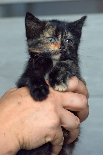 Schattig Klein Zwart Met Gember Kitten Handen — Stockfoto