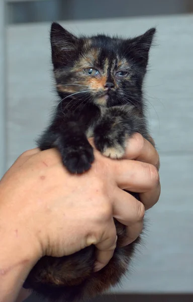 可爱的小黑人 手里拿着生姜猫 — 图库照片