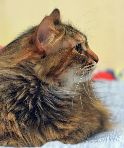 Beautiful Brown White Fluffy Siberian Cat Close — Stock Photo, Image