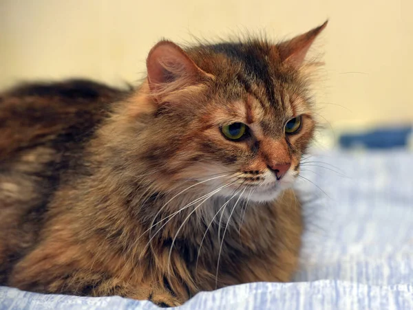 Hermoso Marrón Blanco Esponjoso Siberiano Gato Cerca —  Fotos de Stock