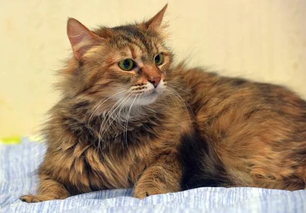 Beau Chat Sibérien Pelucheux Brun Blanc Gros Plan — Photo