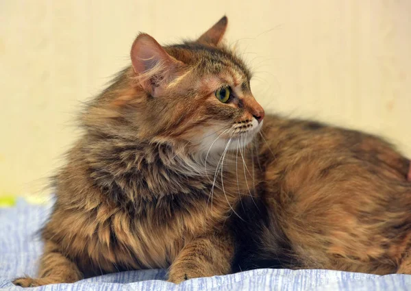 Beautiful Brown White Fluffy Siberian Cat Close — Stock Photo, Image