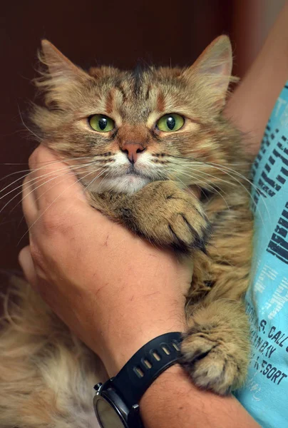 가까이 아름다운 복슬복슬 베리아 고양이 — 스톡 사진