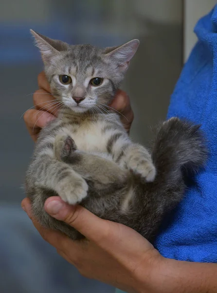 Plata Gris Con Rayas Lindo Gatito Manos Cerca — Foto de Stock