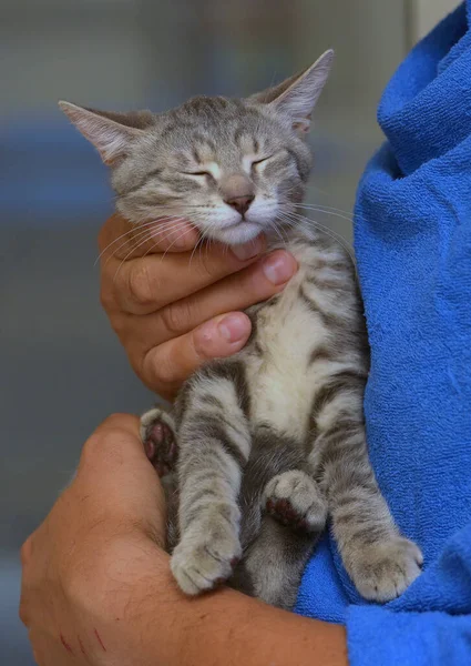 Plata Gris Con Rayas Lindo Gatito Manos Cerca — Foto de Stock