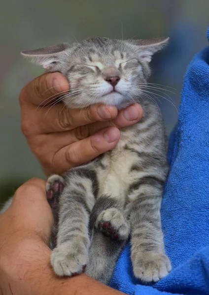 Silver Gray Stripes Cute Kitten Hands Close — Stock Photo, Image