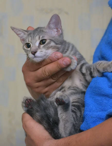 Abu Abu Perak Dengan Garis Garis Kucing Lucu Tangan Dekat — Stok Foto