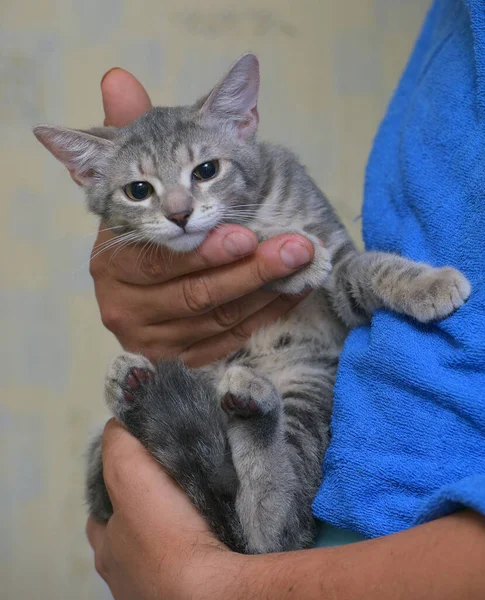 Plata Gris Con Rayas Lindo Gatito Manos Cerca — Foto de Stock