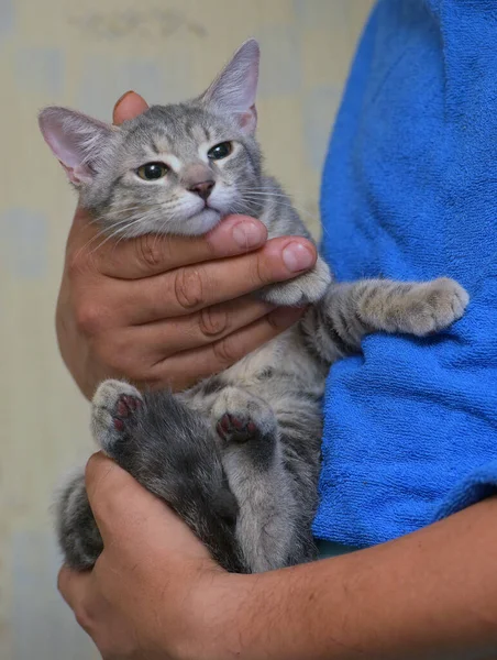 Abu Abu Perak Dengan Garis Garis Kucing Lucu Tangan Dekat — Stok Foto