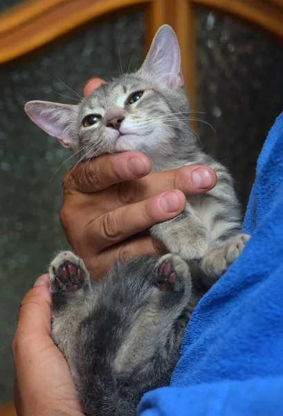 Plata Gris Con Rayas Lindo Gatito Manos Cerca — Foto de Stock