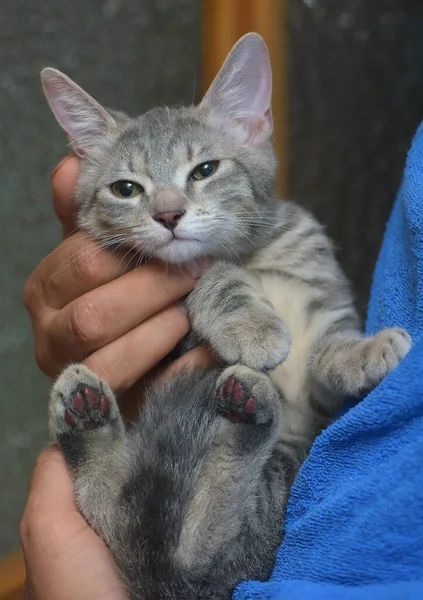 银灰色条纹可爱的小猫手牵着手 — 图库照片