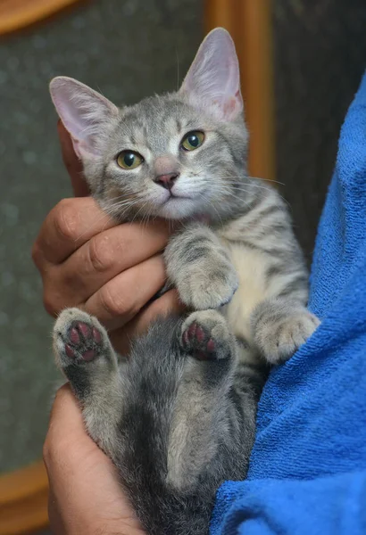 Plata Gris Con Rayas Lindo Gatito Manos Cerca — Foto de Stock