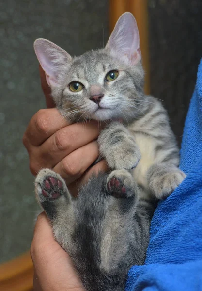 Plata Gris Con Rayas Lindo Gatito Manos Cerca — Foto de Stock