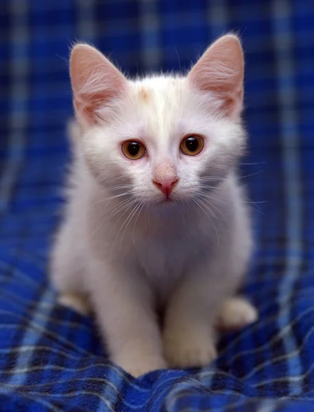 Lindo Gatito Blanco Esponjoso Sobre Fondo Azul —  Fotos de Stock