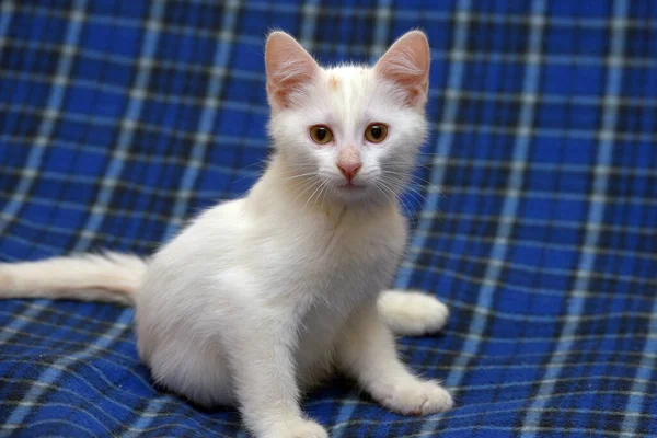 Aranyos Bolyhos Fehér Cica Egy Kék Háttér — Stock Fotó
