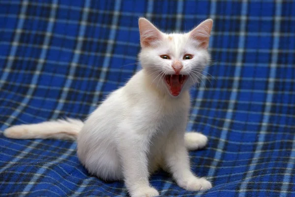 Lindo Gatito Blanco Esponjoso Sobre Fondo Azul —  Fotos de Stock