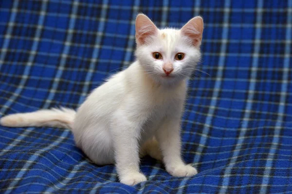 Schattig Pluizig Wit Kitten Een Blauwe Achtergrond — Stockfoto