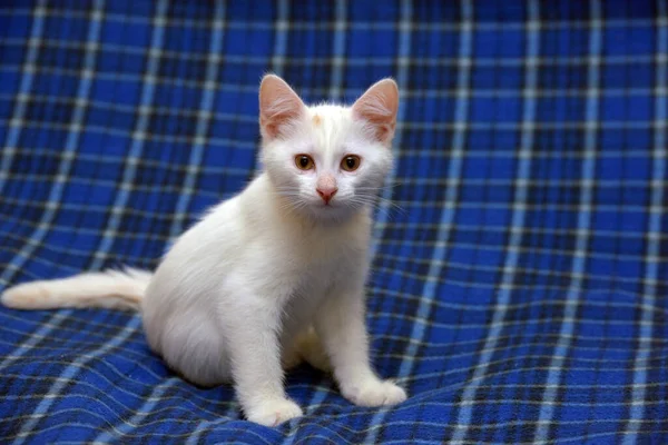 Roztomilý Nadýchaný Bílý Kotě Modrém Pozadí — Stock fotografie