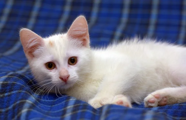 Fofo Gatinho Branco Fofo Fundo Azul — Fotografia de Stock