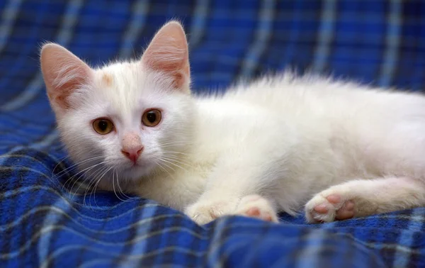 Słodkie Puszyste Biały Kotek Niebieskim Tle — Zdjęcie stockowe