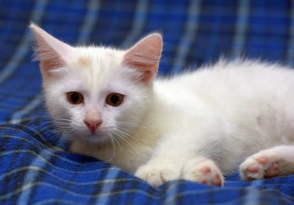 Söt Fluffig Vit Kattunge Blå Bakgrund — Stockfoto