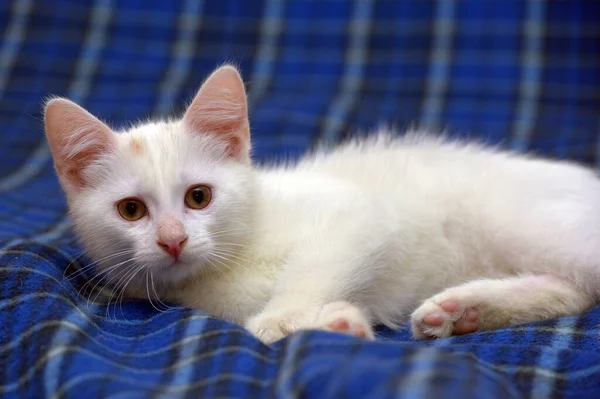 Lindo Gatito Blanco Esponjoso Sobre Fondo Azul —  Fotos de Stock