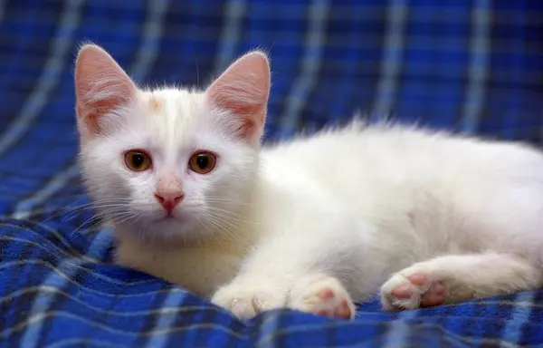 Lindo Gatito Blanco Esponjoso Sobre Fondo Azul —  Fotos de Stock