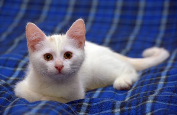 Милий Пухнастий Білий Кошеня Синьому Фоні — стокове фото