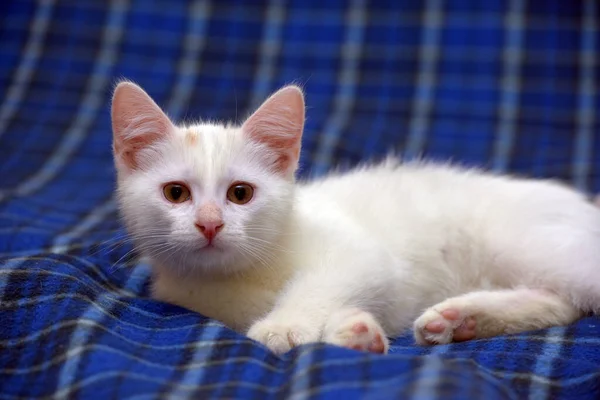 Söt Fluffig Vit Kattunge Blå Bakgrund — Stockfoto