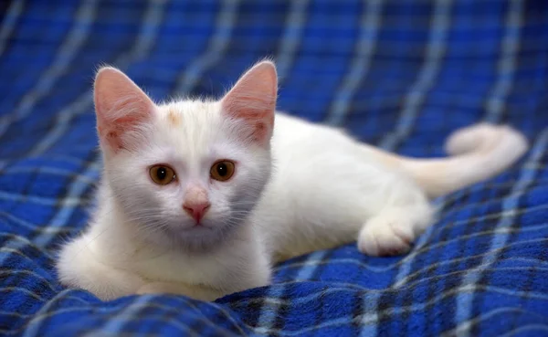 Lindo Gatito Blanco Esponjoso Sobre Fondo Azul —  Fotos de Stock