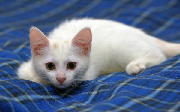 Söt Fluffig Vit Kattunge Blå Bakgrund — Stockfoto