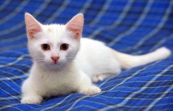 Söt Fluffig Vit Kattunge Blå Bakgrund — Stockfoto