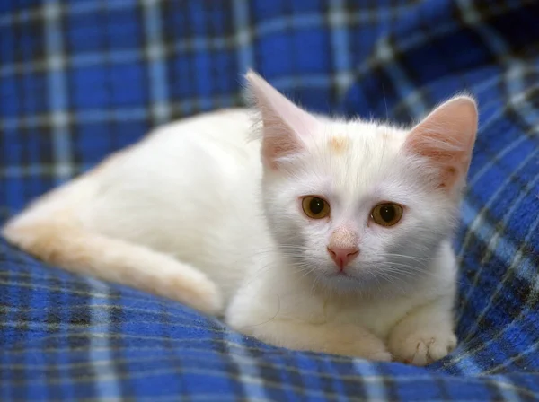 Söt Fluffig Vit Kattunge Blå Bakgrund — Stockfoto