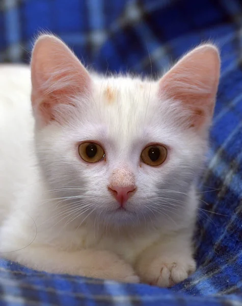 Roztomilý Nadýchaný Bílý Kotě Modrém Pozadí — Stock fotografie