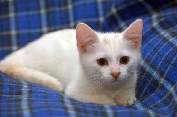 Cute Fluffy White Kitten Blue Background — Stock Photo, Image