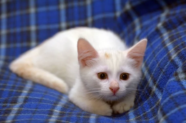 Söt Fluffig Vit Kattunge Blå Bakgrund — Stockfoto