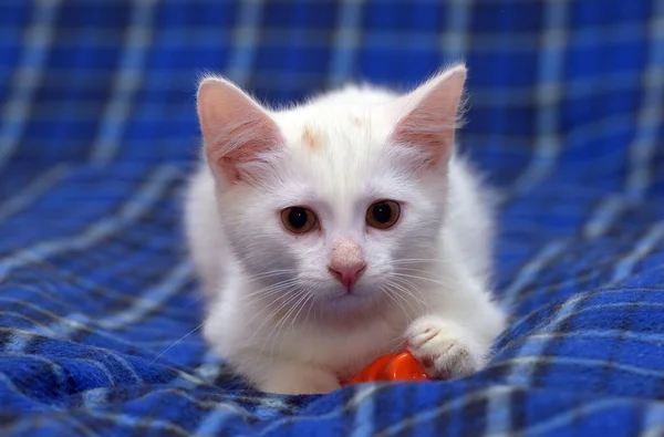 Lindo Gatito Blanco Esponjoso Sobre Fondo Azul —  Fotos de Stock