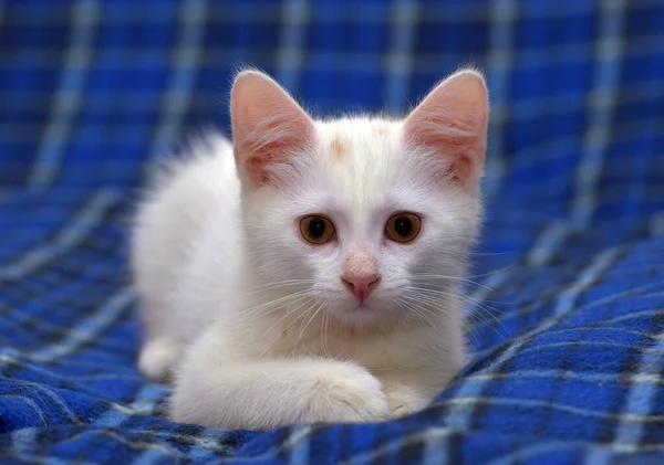 배경에 귀엽고 푹신푹신 고양이 — 스톡 사진