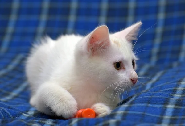 Fofo Gatinho Branco Fofo Fundo Azul — Fotografia de Stock