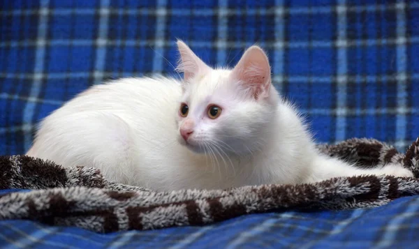 蓝色背景上可爱的绒毛白色小猫 — 图库照片