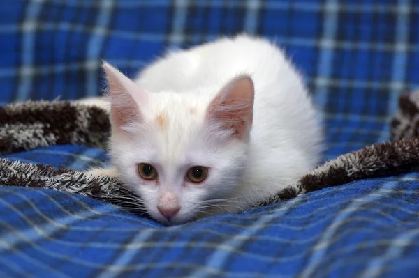 Lindo Gatito Blanco Esponjoso Sobre Fondo Azul —  Fotos de Stock