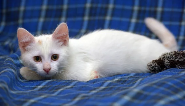 Fofo Gatinho Branco Fofo Fundo Azul — Fotografia de Stock