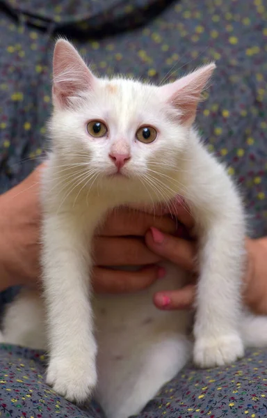 蓝色背景上可爱的绒毛白色小猫 — 图库照片