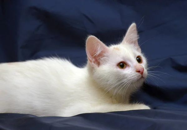 Aranyos Bolyhos Fehér Cica Egy Kék Háttér — Stock Fotó