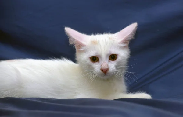 Söt Fluffig Vit Kattunge Blå Bakgrund — Stockfoto